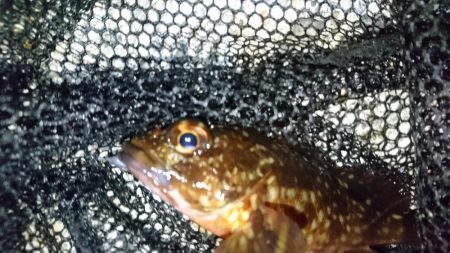 風裏ポイントでメバリング