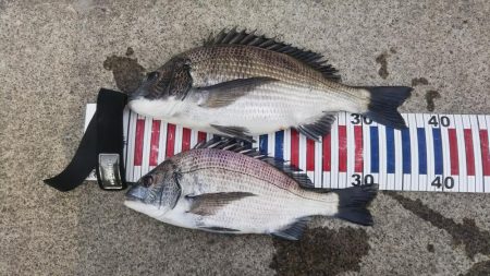 寒チヌを求めて