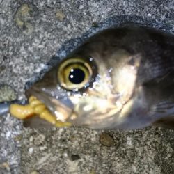 二見人口島でメバリング！！