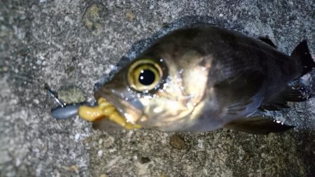 二見人口島でメバリング！！