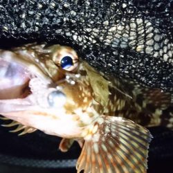 漁港のテトラでメバリング？