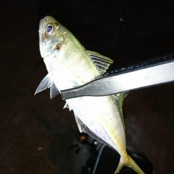 南紀ライトゲーム