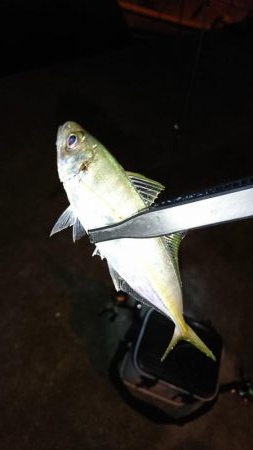 南紀ライトゲーム