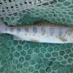 としまえん　色物狙い