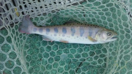 としまえん　色物狙い