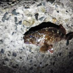 苦戦ライトゲーム