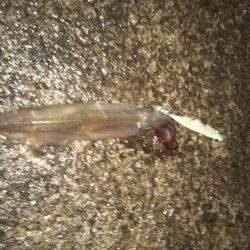 日引(カワハギ?)~上瀬(ヤリイカ) リレー釣行