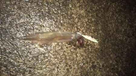 日引(カワハギ?)~上瀬(ヤリイカ) リレー釣行