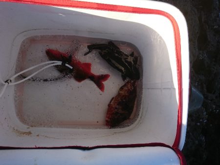 須江でグレ釣り