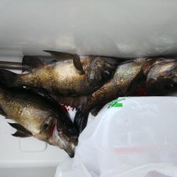 ショアルアー、シーバス62、チヌ37