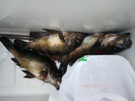 ショアルアー、シーバス62、チヌ37