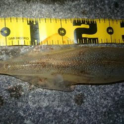 仕事終わりヤリイカ狙い