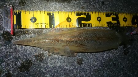 仕事終わりヤリイカ狙い