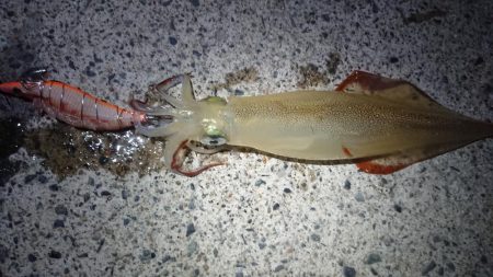 朝マズメ、ヤリイカ狙い