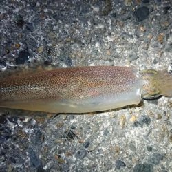 仲間とヤリイカエギング