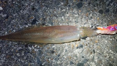 仲間とヤリイカエギング