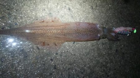 朝のリベンジエギング