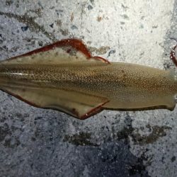 爆風のヤリイカ狙い