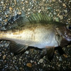 朝マヅメ、ヤリイカ狙い