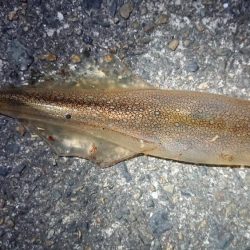 仕事終わりヤリイカ狙い