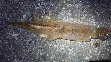 仕事終わりヤリイカ狙い