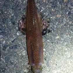 仕事終わりヤリイカ狙い