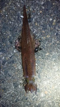 仕事終わりヤリイカ狙い