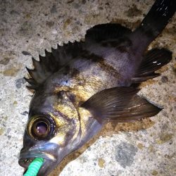 ロックフィッシュ狙い❗️