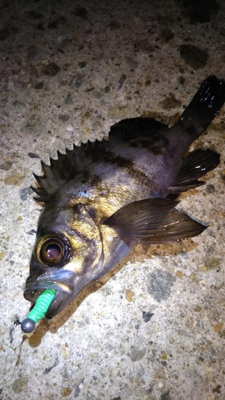 ロックフィッシュ狙い❗️