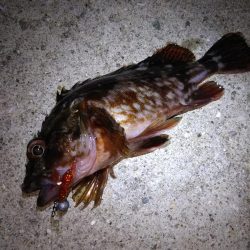 ロックフィッシュ