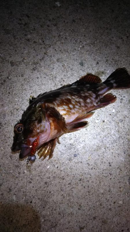 ロックフィッシュ