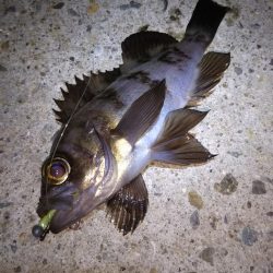 近所へロックフィッシュ