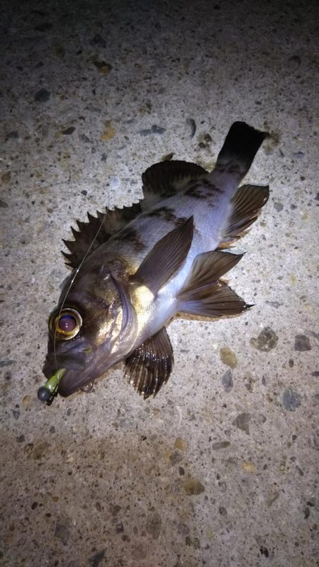 近所へロックフィッシュ