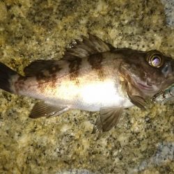 プラグオンリー