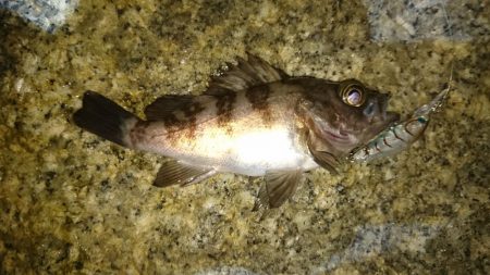 プラグオンリー