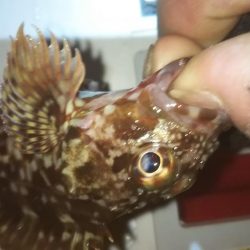 干潮メバリング