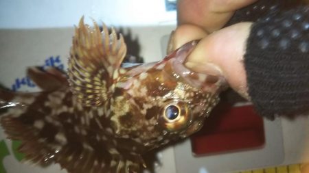 干潮メバリング