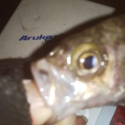 仕事帰りメバリング