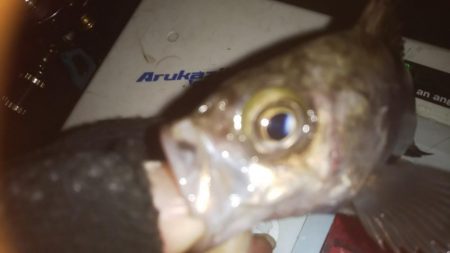 仕事帰りメバリング