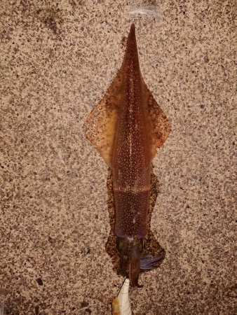 ウネリの中良型揃い