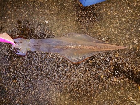 浮釣とせめぎ合い
