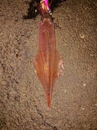 気持ちいい釣り日和