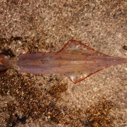 ウネリの中良型揃い