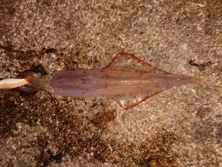 ウネリの中良型揃い