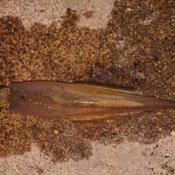 好状況ながら渋い