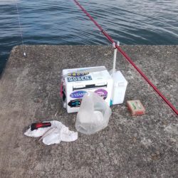 播磨新島で良型キスが釣れました