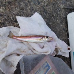 播磨新島でキス釣り