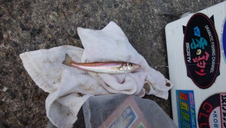 播磨新島でキス釣り