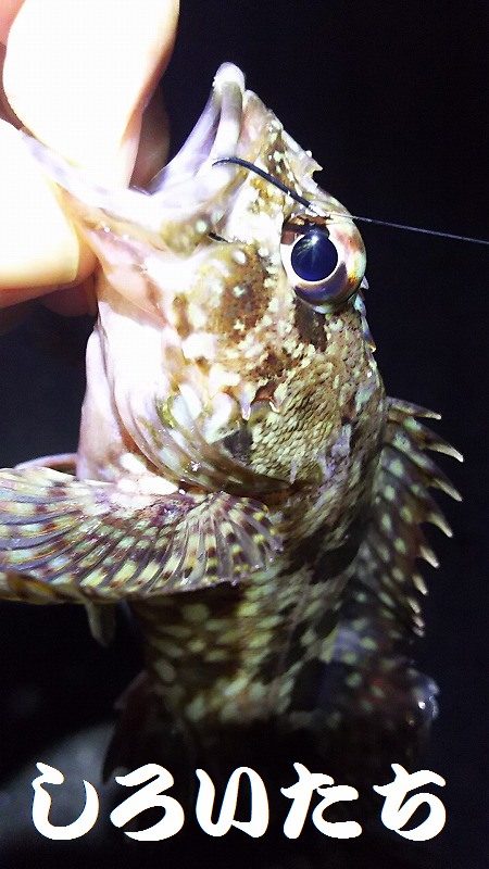 久しぶりに釣り。