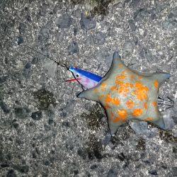 ヤリイカ釣り４